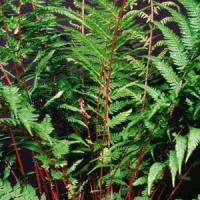 Fern Athyrium Lady In Red