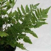 Fern Dryopteris Villarii 