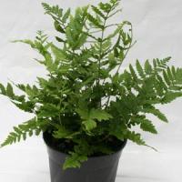 Fern Dryopteris Villarii 