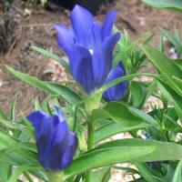 Gentiana True Blue