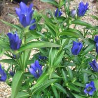Gentiana True Blue