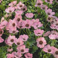 Geranium cinereum Ballerina