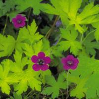 Geranium Ann Folkard