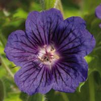 Geranium Blue Blood