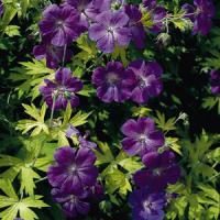 Geranium Blue Sunrise