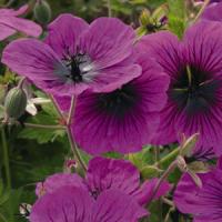 Geranium Dragon Heart