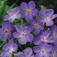 Geranium Johnsons Blue