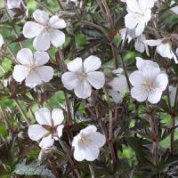 Geranium Midnight Clouds