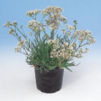 Gypsophila Silverstar