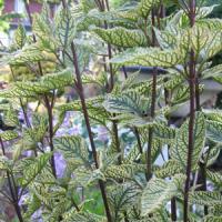 Heliopsis Summer Stripe