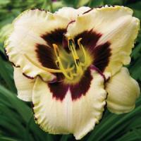 Hemerocallis Canadian Border Patrol