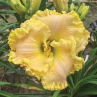 Hemerocallis Green Mystique