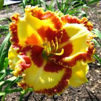 Hemerocallis Lady Betty Fritz