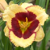 Hemerocallis Miniature Mime