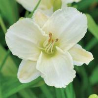 Hemerocallis White Temptation