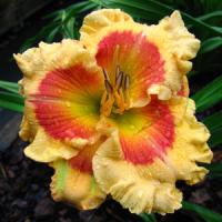 Hemerocallis X Factor