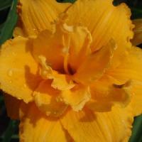 Hemerocallis Condilla