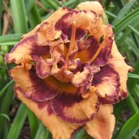 Hemerocallis Exploded Pumpkin