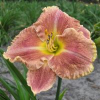 Hemerocallis Gamma Quadrant