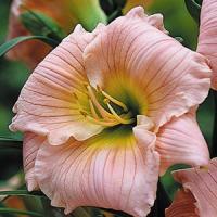 Hemerocallis Barbara Mitchell