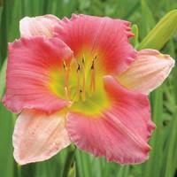 Hemerocallis Final Touch