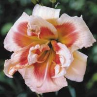 Hemerocallis Forty Second Street