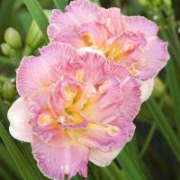 Hemerocallis Lacy Doily