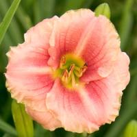 Hemerocallis Little Anna Rosa