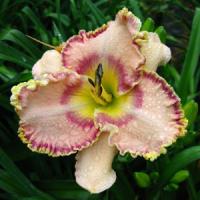 Hemerocallis Sink Into Your Eyes