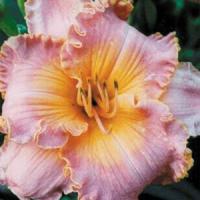 Hemerocallis Spacecoast Starburst