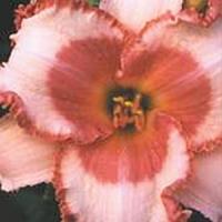 Hemerocallis Strawberry Fields Forever