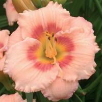 Hemerocallis Sweet Sugar Candy
