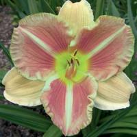 Hemerocallis Veins Of Truth