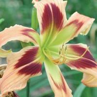 Hemerocallis Wild And Wonderful