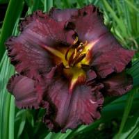 Hemerocallis Black Stockings