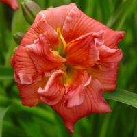 Hemerocallis Little Red Baron