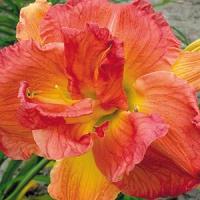 Hemerocallis Longfield's Twins