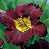 Hemerocallis Bela Lugosi