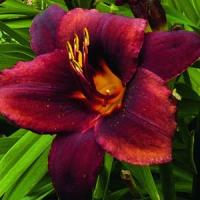 Hemerocallis Chocolate Candy