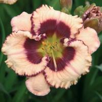 Hemerocallis Crystal Pinot