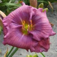 Hemerocallis Lavender Blue Baby