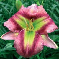 Hemerocallis Malachite Prism