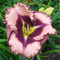 Hemerocallis Plumburst