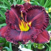 Hemerocallis Purpleicious