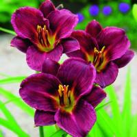 Hemerocallis Welchkins