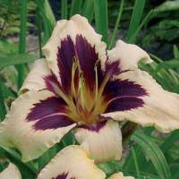 Hemerocallis Wild Horses