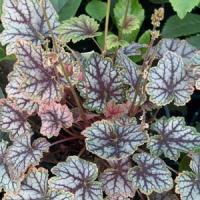 Heuchera villosa Magic Color
