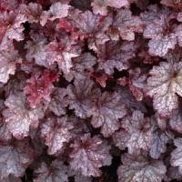 Heuchera hybrid Plum Pudding