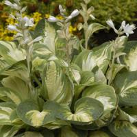 Hosta Popcorn