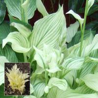 Hosta White Feather